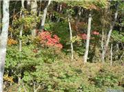 Hint of foliage from the chair lift, uploaded by Metabo Oyaji  [Snow Park Yeti, Susono City, Shizuoka]